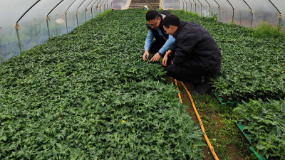 木瓜種植季——蛋白酶源頭守護(hù)品質(zhì)，鑄就酶好未來(lái)