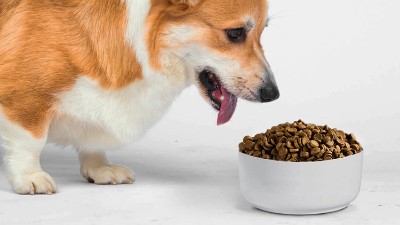 寵物飼料誘食劑是用什么做的？酶制劑很重要