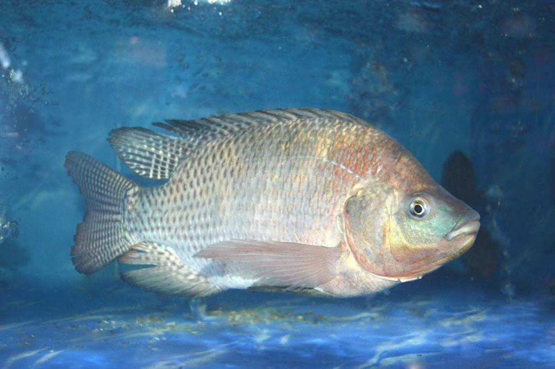 魚(yú)皮提取膠原蛋白肽