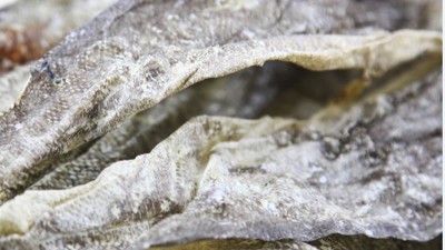 生產(chǎn)900道爾頓膠原蛋白肽，復合蛋白酶的優(yōu)勢有哪些？
