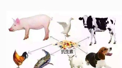 減抗、替抗、禁抗時代的飼料添加劑